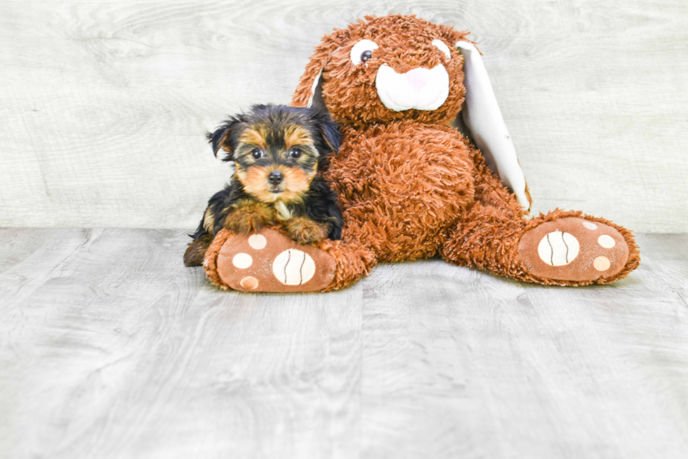 Meet Avery - our Yorkshire Terrier Puppy Photo 