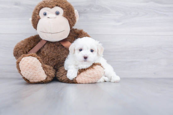 Maltipoo Puppy for Adoption