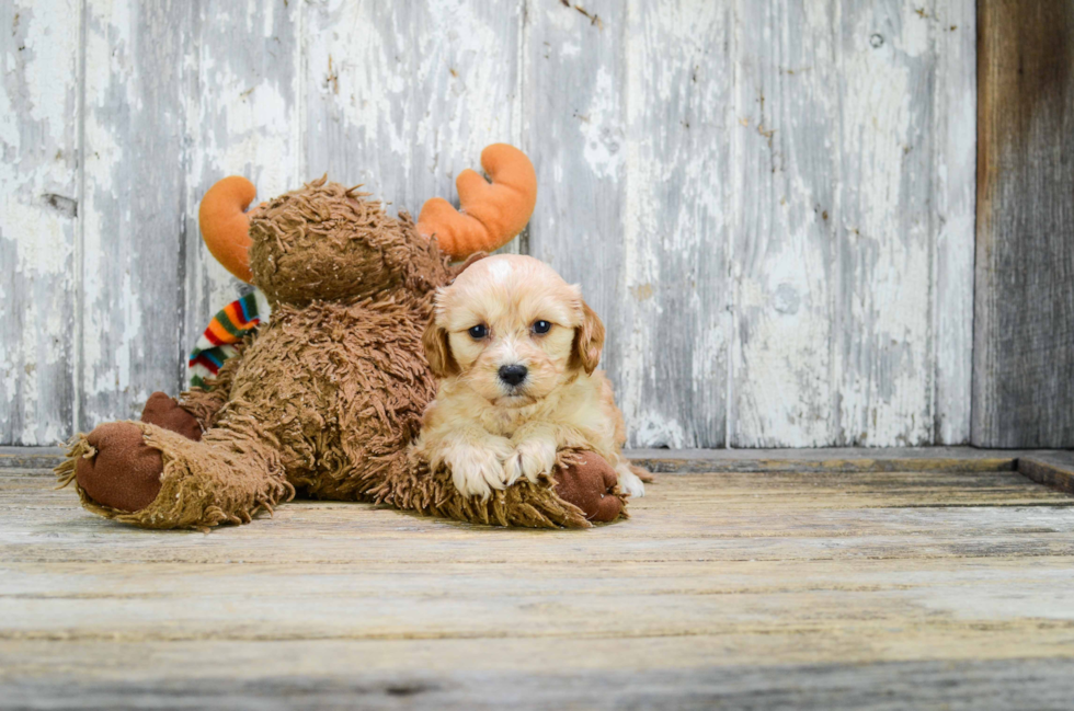 Cavachon Puppy for Adoption