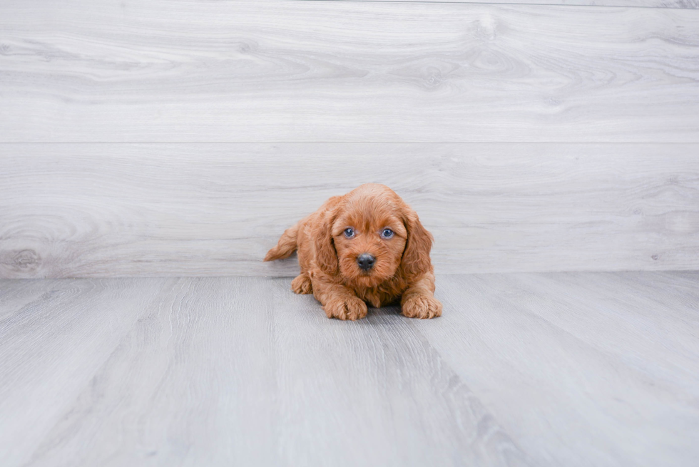 Mini Goldendoodle Puppy for Adoption