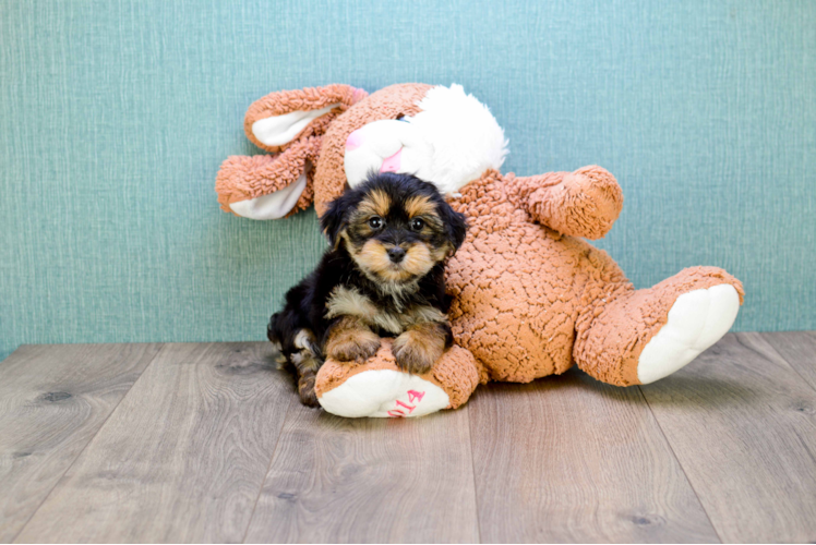 Energetic Yorkie Designer Puppy