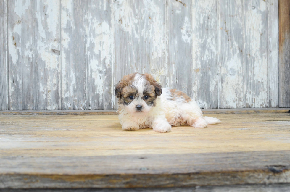 Teddy Bear Pup Being Cute