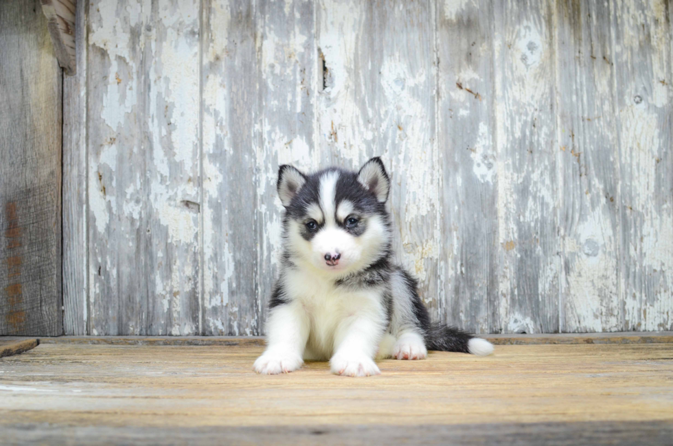 Playful Mini Husky Designer Puppy