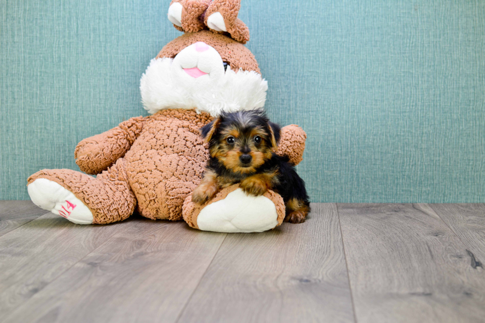 Meet  Joey - our Yorkshire Terrier Puppy Photo 