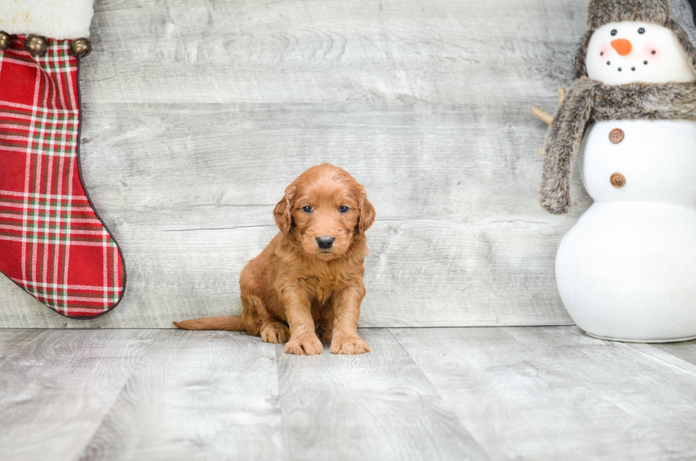 Sweet Mini Goldendoodle Baby