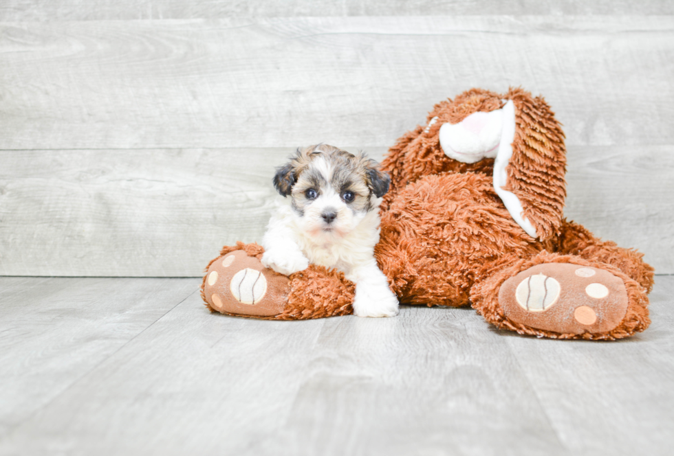 Small Havanese Baby