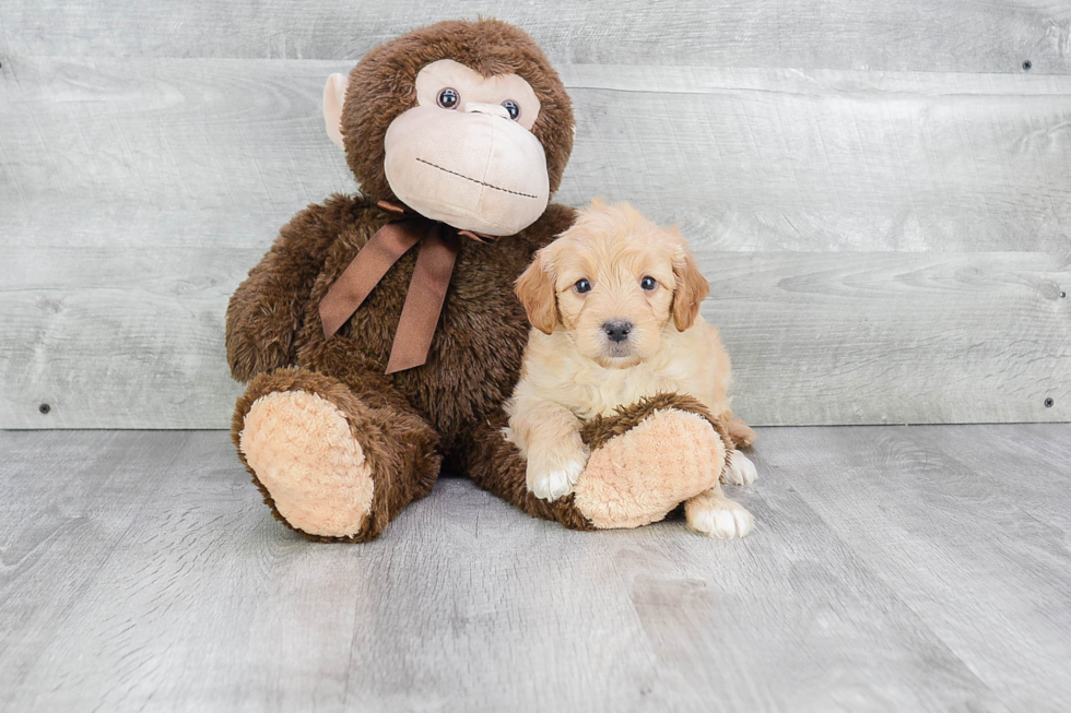 Best Mini Goldendoodle Baby