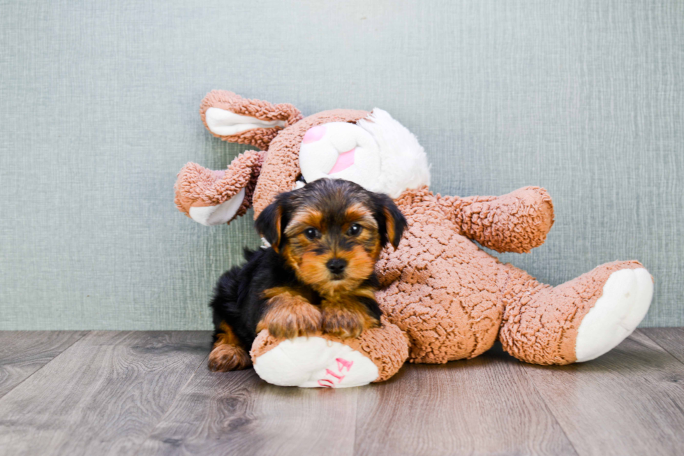 Meet Snickers - our Yorkshire Terrier Puppy Photo 