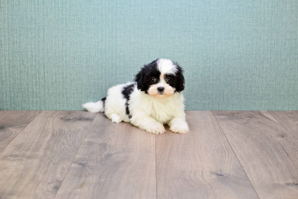 Teddy Bear Pup Being Cute