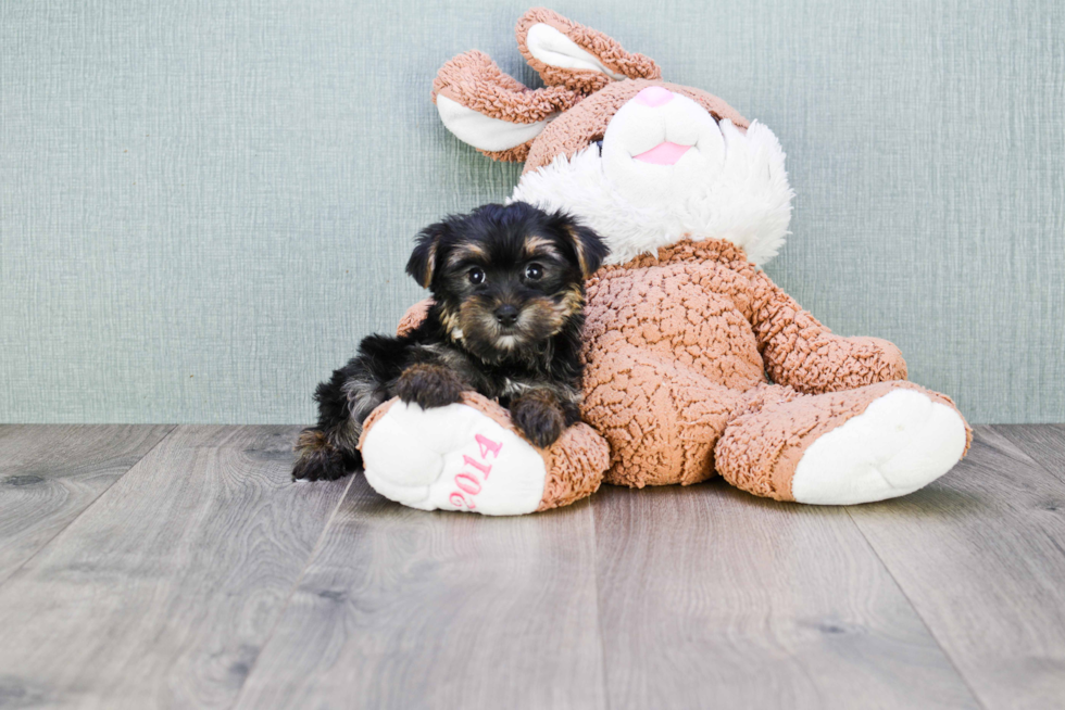 Meet Hank - our Yorkshire Terrier Puppy Photo 