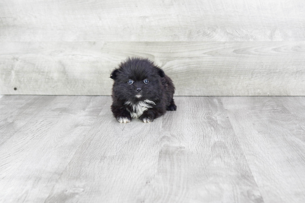 Small Pomeranian Purebred Pup