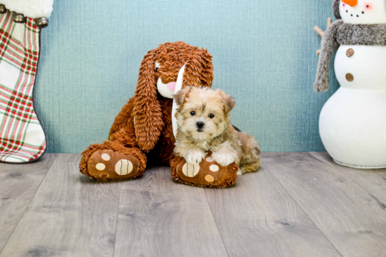 Adorable Yorkie Designer Puppy