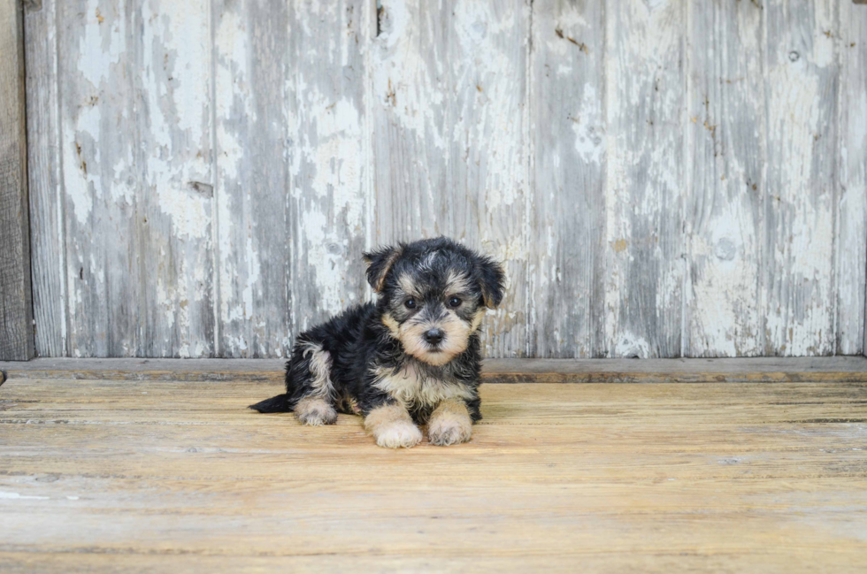 Best Morkie Baby