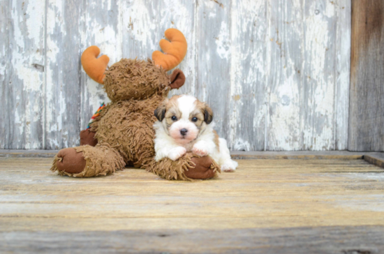 Smart Teddy Bear Designer Pup