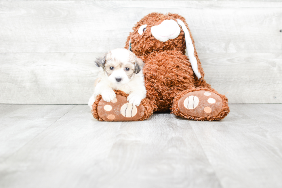 Best Maltipoo Baby