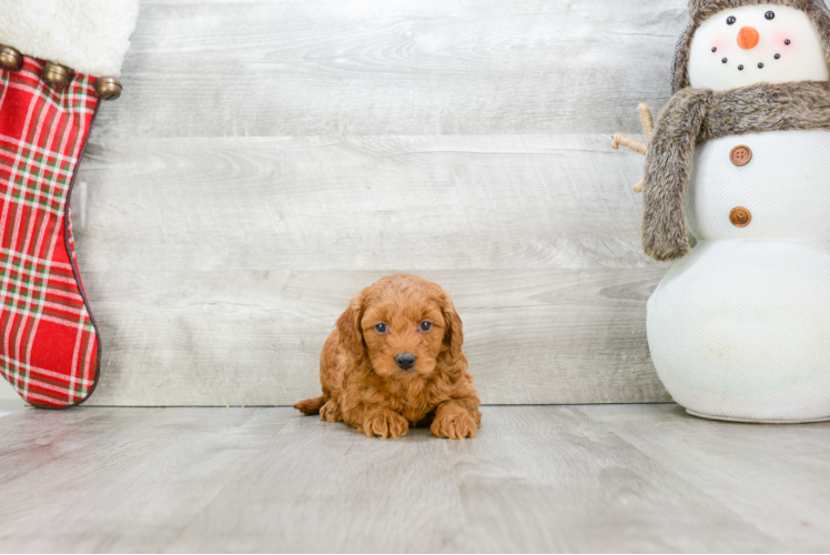 Mini Goldendoodle Pup Being Cute