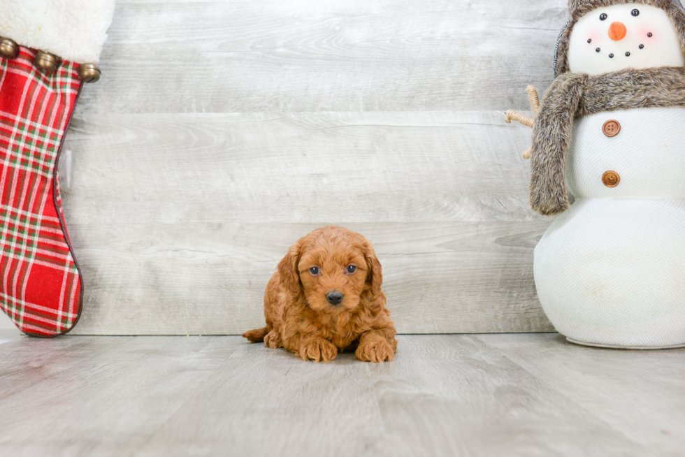 Mini Goldendoodle Pup Being Cute