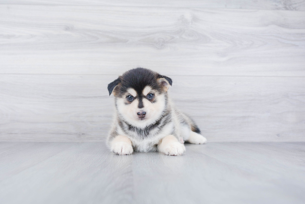 Little Mini Husky Designer Puppy