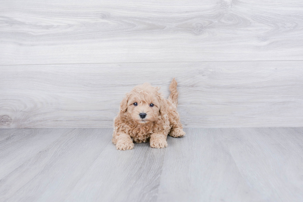 Best Cavapoo Baby