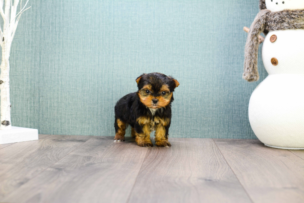 Meet Teacup-Goldie - our Yorkshire Terrier Puppy Photo 