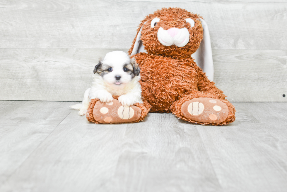 Teddy Bear Pup Being Cute