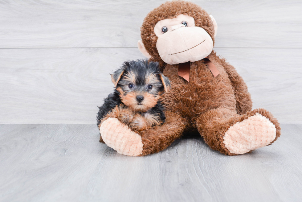 Meet Twinkle - our Yorkshire Terrier Puppy Photo 