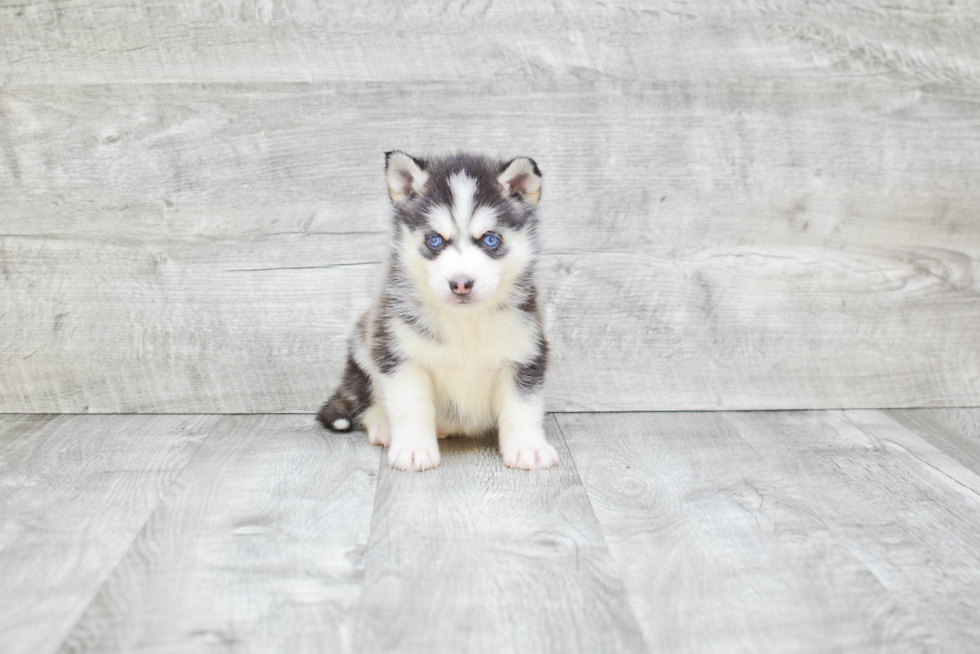 Happy Pomsky Baby