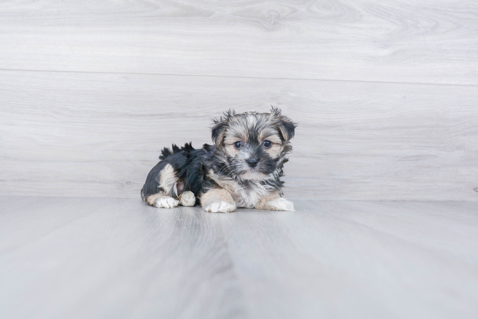 Best Morkie Baby