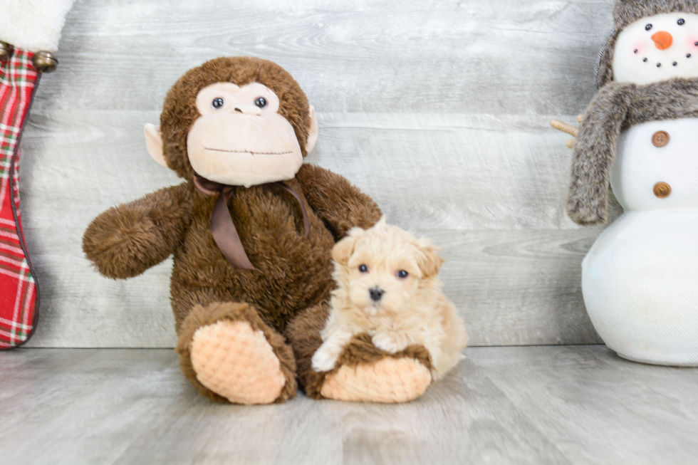 Petite Maltipoo Poodle Mix Pup