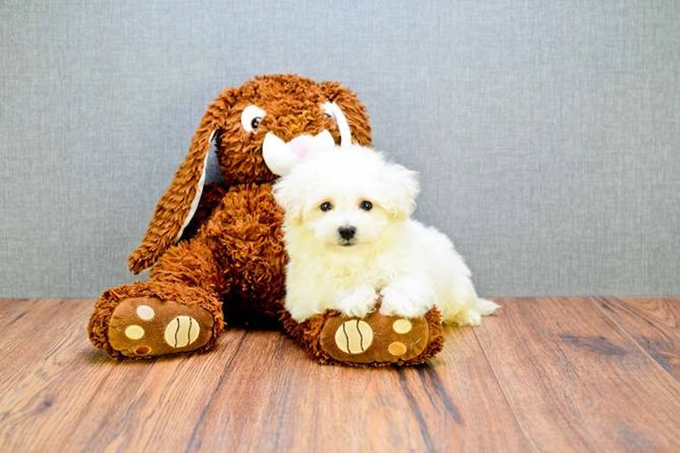 Sweet Bichon Frise Purebred Puppy