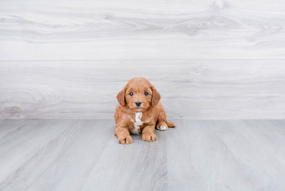 Happy Mini Goldendoodle Baby