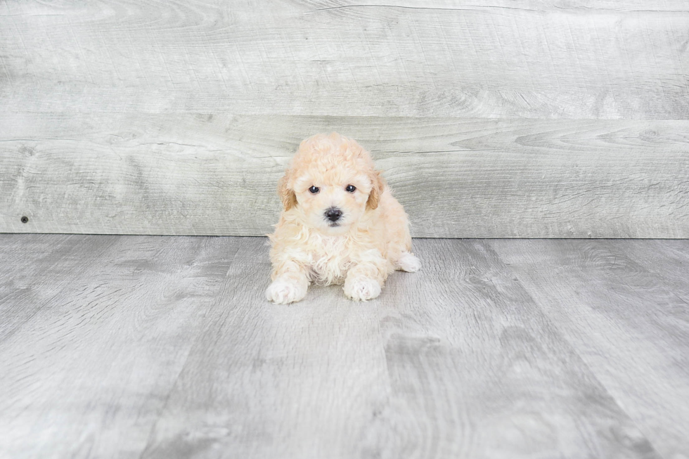 Little Maltepoo Poodle Mix Puppy