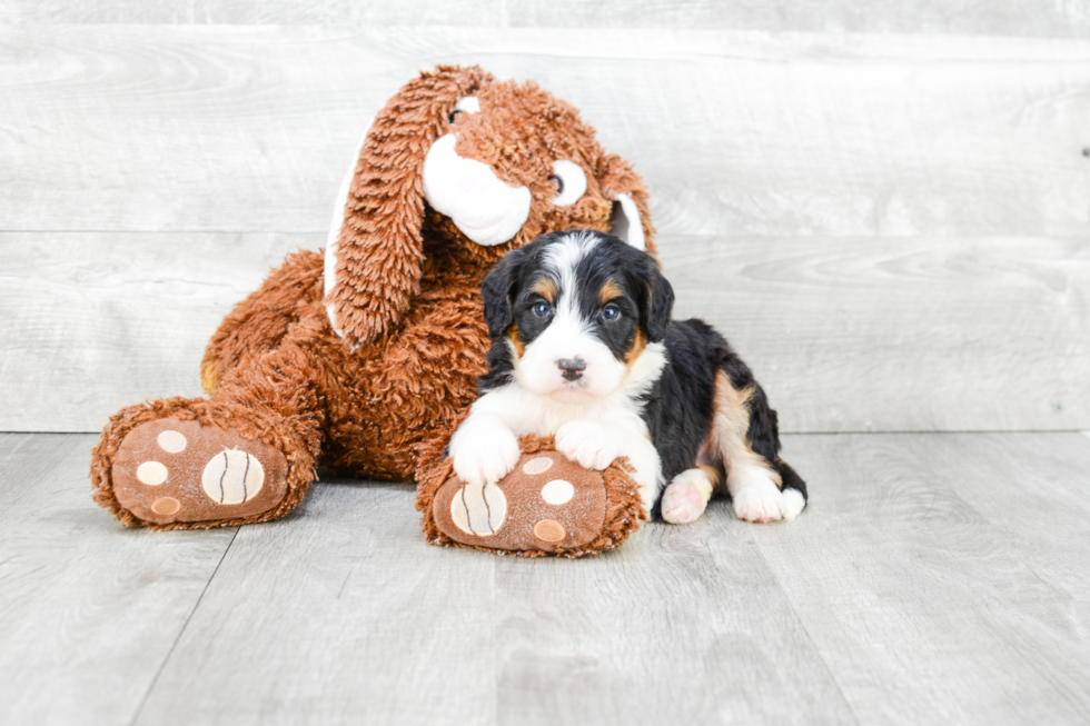 Playful Mini Berniedoodle Poodle Mix Puppy