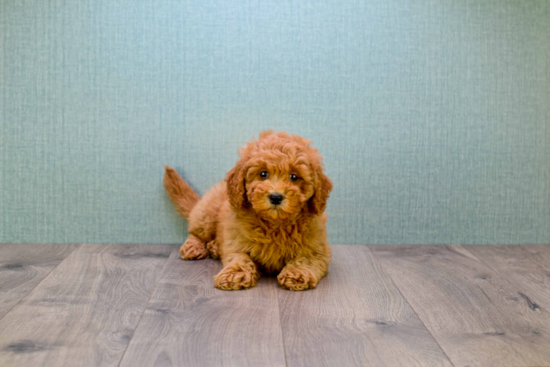 Mini Goldendoodle Pup Being Cute