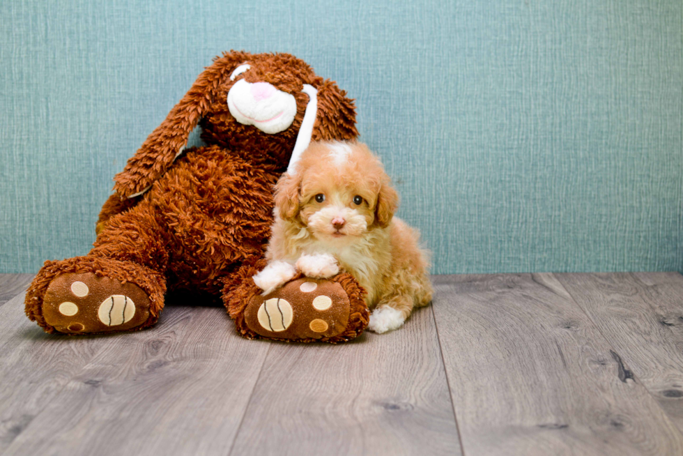 Cavapoo Puppy for Adoption