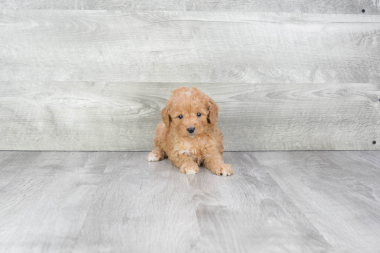 Cavapoo Puppy for Adoption