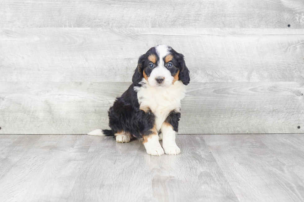 Mini Bernedoodle Pup Being Cute