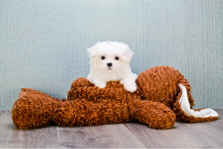 Popular Maltese Purebred Pup