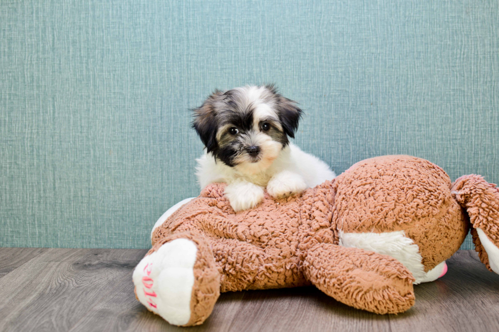 Hypoallergenic Havanese Purebred Pup