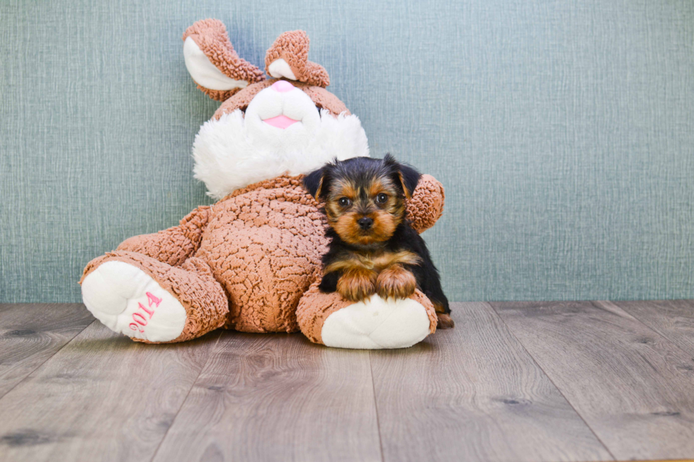 Meet Jeremy - our Yorkshire Terrier Puppy Photo 