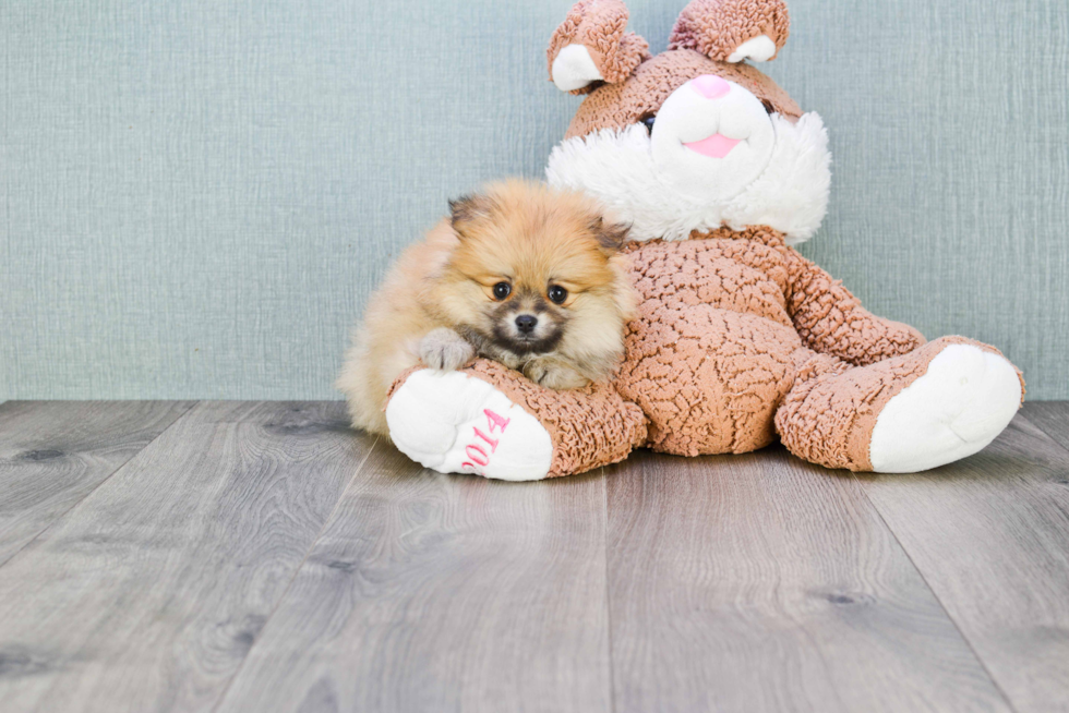 Friendly Pomeranian Purebred Pup