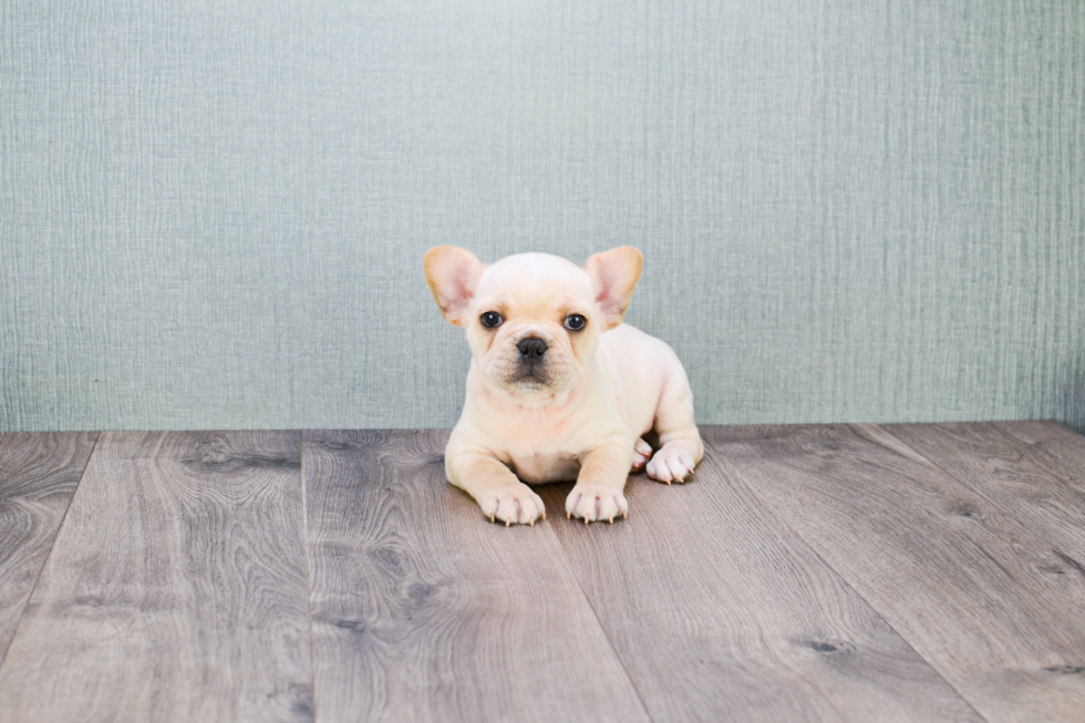 Happy Frenchie Purebred Puppy