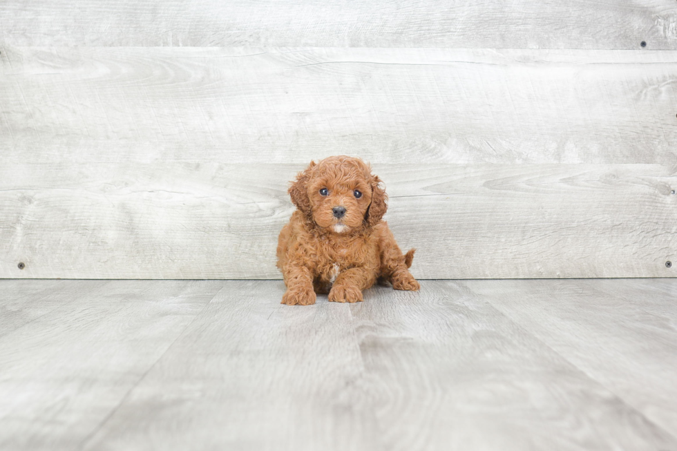 Little Cavoodle Poodle Mix Puppy