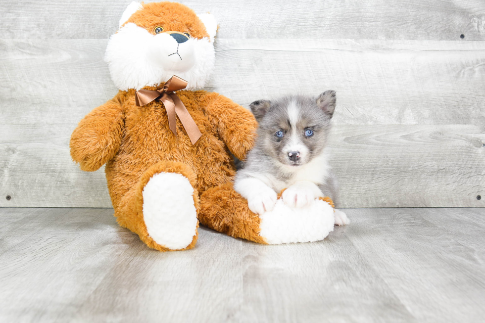 Pomsky Pup Being Cute