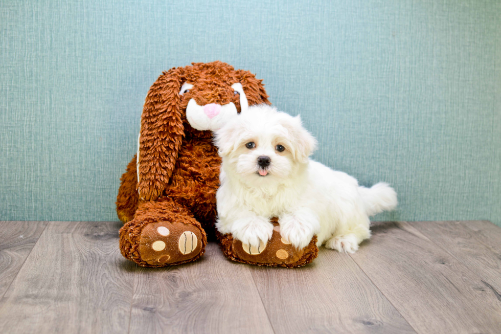 Sweet Maltipoo Baby