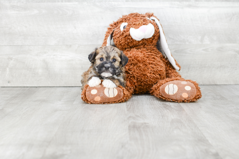 Smart Havanese Purebred Puppy