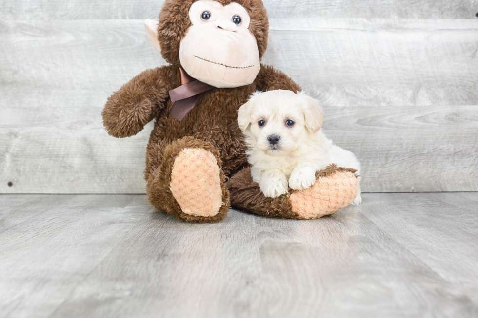 Havanese Pup Being Cute