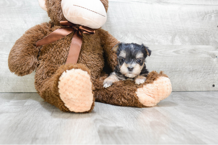 Morkie Pup Being Cute