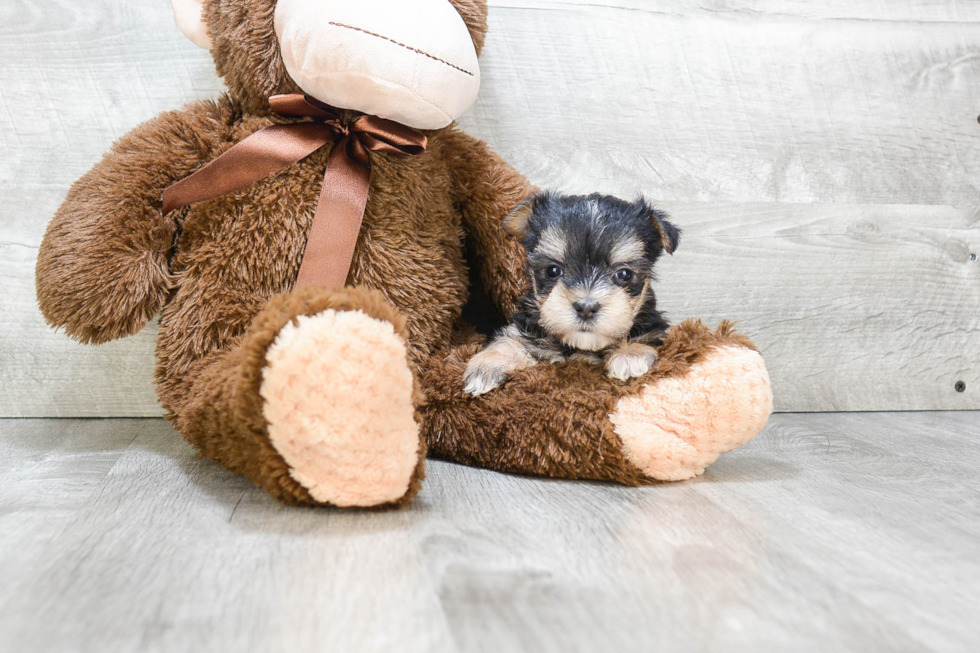 Morkie Pup Being Cute