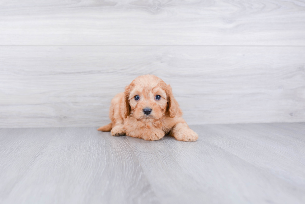 Energetic Cavoodle Poodle Mix Puppy